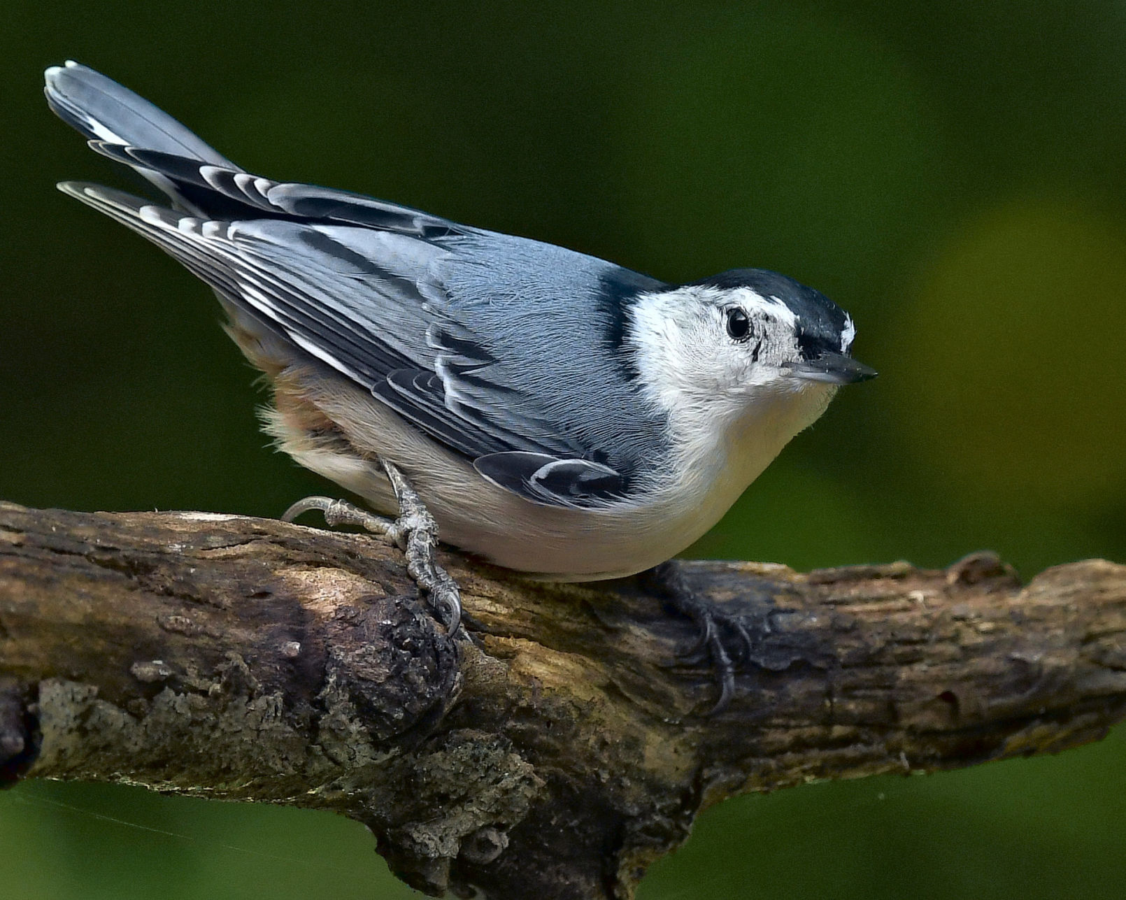 Nuthatch